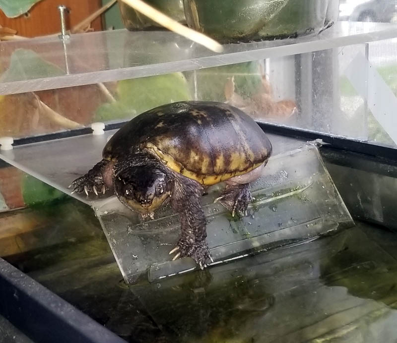 A Musk turtle